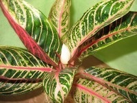 Aglaonema - új hibridek