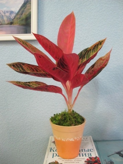 Aglaonema - új hibridek