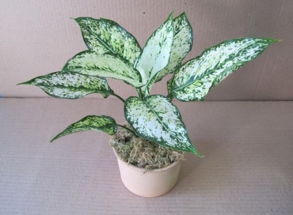 Aglaonema - új hibridek