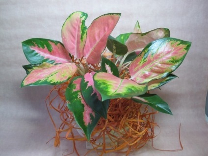 Aglaonema - hibrizi noi