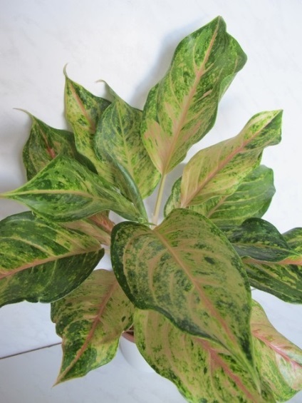 Aglaonema - hibrizi noi