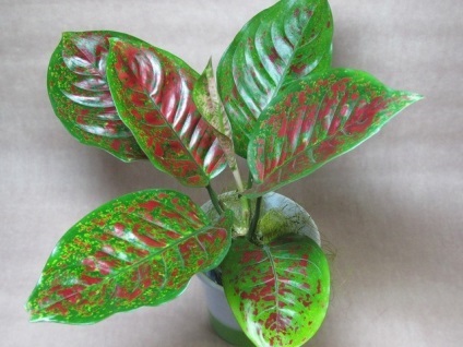 Aglaonema - hibrizi noi