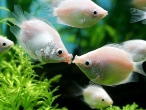 Akváriumi halak, akváriumi halak módon kommunikálni