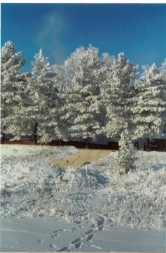 Amur Seasons