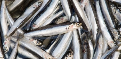 Anchovies előnyök és káros az emberi egészségre (kalóriatartalma az összetétel)