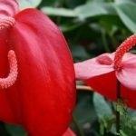 Anthurium de îngrijire la domiciliu, de ce nu flori, sol, cum să apă