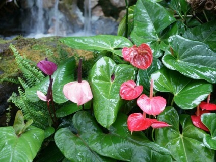 Anthurium de îngrijire la domiciliu, de ce nu flori, sol, cum să apă