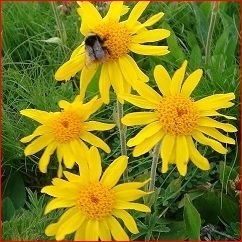 Arnica - recenzii, aplicații, contraindicații, toate bolile