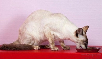 Pisica balineză - o descriere a rasei de pisici, fotografie, îngrijire, costul vânzării pisoilor