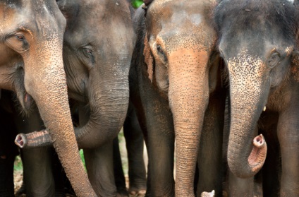 Banda elefant din Thailanda a început să jefuiască camioane cu fructe