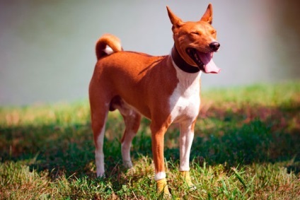 Caracteristicile rasei Basenji, sănătatea și îngrijirea