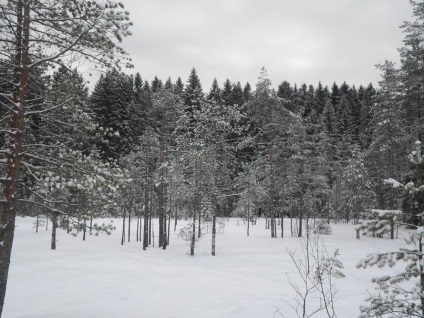 Trasee de schi în St. Petersburg, dinamosul din tocsovo