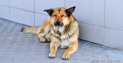 Câinele fără adăpost de pe aeroportul din Kamchatka a devenit celebritatea rusă a americanilor 24