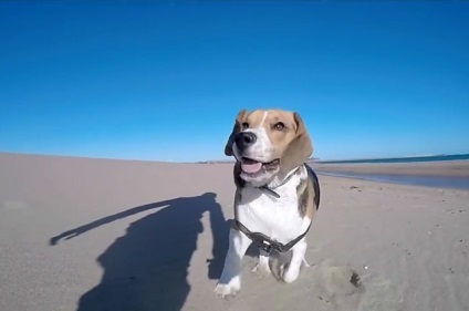 Beagle este rasa standard, greutatea si inaltimea la greaban de luni de zile, cu fotografii si clipuri video