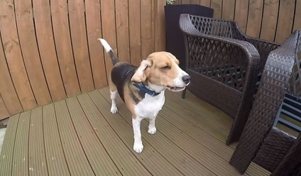 Beagle este rasa standard, greutatea si inaltimea la greaban de luni de zile, cu fotografii si clipuri video