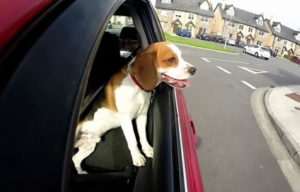 Beagle este rasa standard, greutatea si inaltimea la greaban de luni de zile, cu fotografii si clipuri video