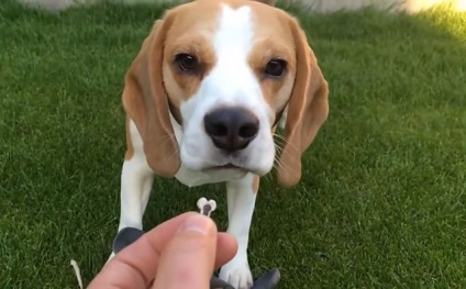 Beagle este rasa standard, greutatea si inaltimea la greaban de luni de zile, cu fotografii si clipuri video