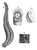 Caracteristicile biologice ale lipitorilor