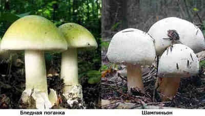 Tăbliță bătută - cum arată o ciupercă otrăvitoare și periculoasă, un loc de ciuperci