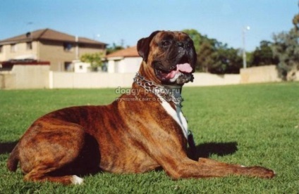 Boxer fotografie, preț și caracteristici