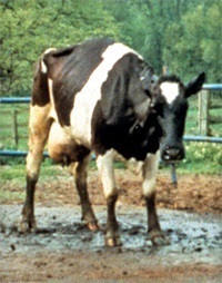 Boli ale bovinelor, anemie posthemoragică acută
