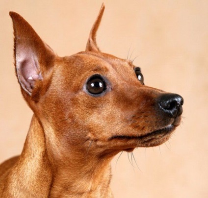 Betegségek miniatűr Pinscher