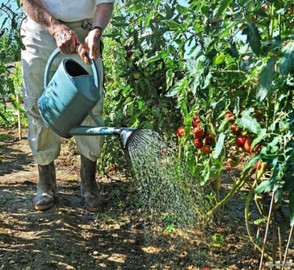 Lupta cu phytophthora pe roșiile din seră, procesare