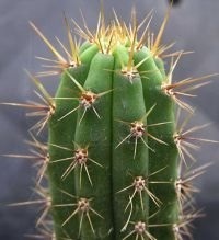 Botanică și cultivarea genului trichocereus, enteobotan