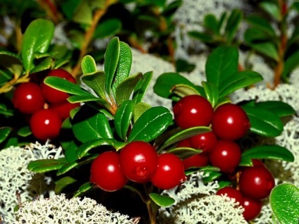 Cranberries télen - receptek főzés nélkül, és anélkül, hogy a cukor - gyümölcs kompót, dzsem