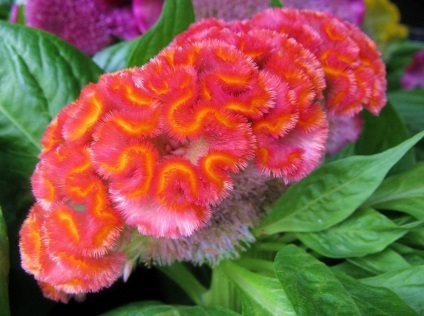 Celosia fotografie și specie, cultivarea și îngrijirea unei plante