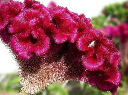 Celosia fotografie și specie, cultivarea și îngrijirea unei plante