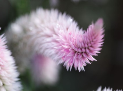 Celosia fotografie și specie, cultivarea și îngrijirea unei plante