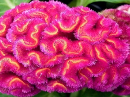 Celosia fotografie și specie, cultivarea și îngrijirea unei plante