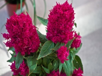 Celosia fotografie și specie, cultivarea și îngrijirea unei plante