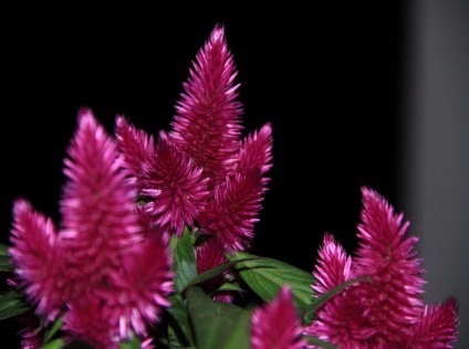 Celosia fotografie și specie, cultivarea și îngrijirea unei plante