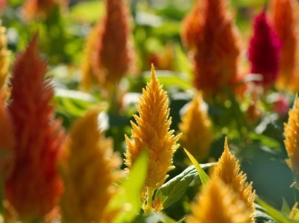 Celosia fotografie și specie, cultivarea și îngrijirea unei plante