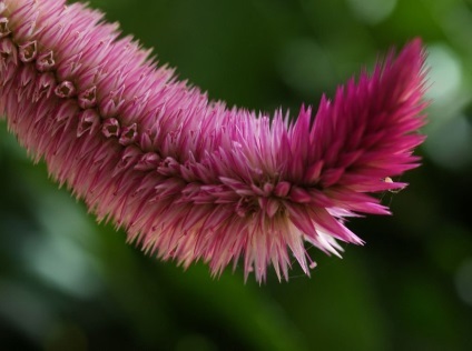 Celosia fotografie și specie, cultivarea și îngrijirea unei plante