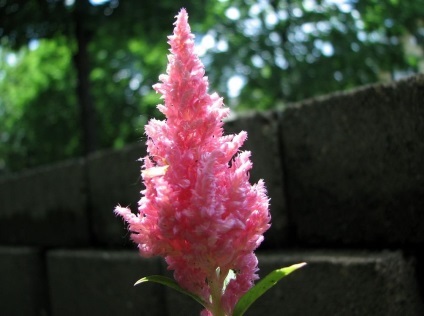 Celosia fotografie și specie, cultivarea și îngrijirea unei plante