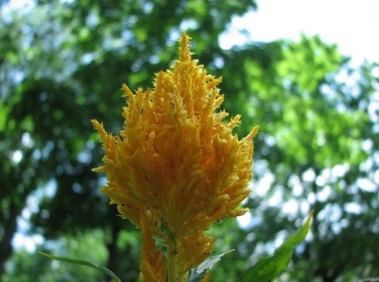 Celosia fotografie și specie, cultivarea și îngrijirea unei plante