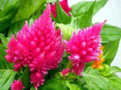 Celosia fotografie și specie, cultivarea și îngrijirea unei plante