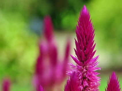 Celosia fotografie și specie, cultivarea și îngrijirea unei plante