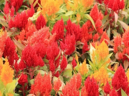 Celosia fotografie și specie, cultivarea și îngrijirea unei plante