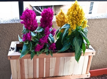 Celosia fotografie și specie, cultivarea și îngrijirea unei plante