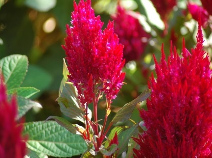 Celosia fotografie și specie, cultivarea și îngrijirea unei plante