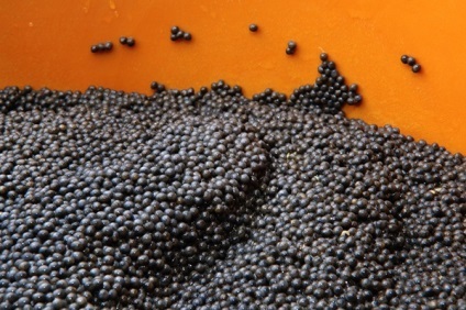 Caviar negru (beluga, sturion, stelistat, sterlet)