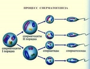 Ce este spermatogeneza, caracteristici în proces, celule și caracteristici