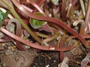 Cyclamen cum să aibă grijă, replante și propaga o plantă, regulile de udare și fertilizare, sfaturi