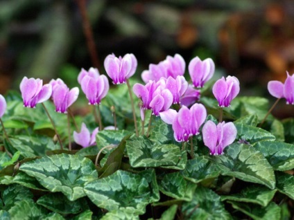 Cyclamen cum să aibă grijă, replante și propaga o plantă, regulile de udare și fertilizare, sfaturi