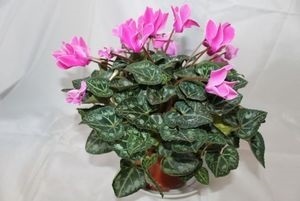 Cyclamen cum să aibă grijă, replante și propaga o plantă, regulile de udare și fertilizare, sfaturi