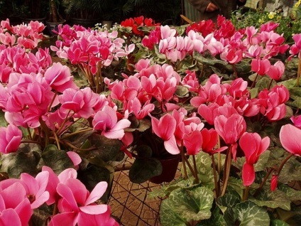 Cyclamen cum să aibă grijă, replante și propaga o plantă, regulile de udare și fertilizare, sfaturi